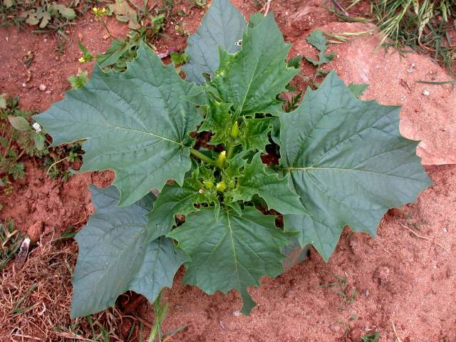 تاتوره Datura stramonium 2